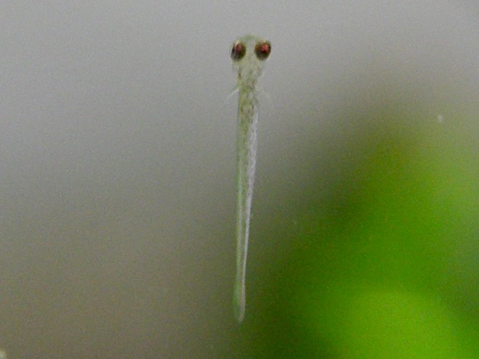 Sawbwa resplendens breeding fry embryo レッドフィンレッドノーズ繁殖