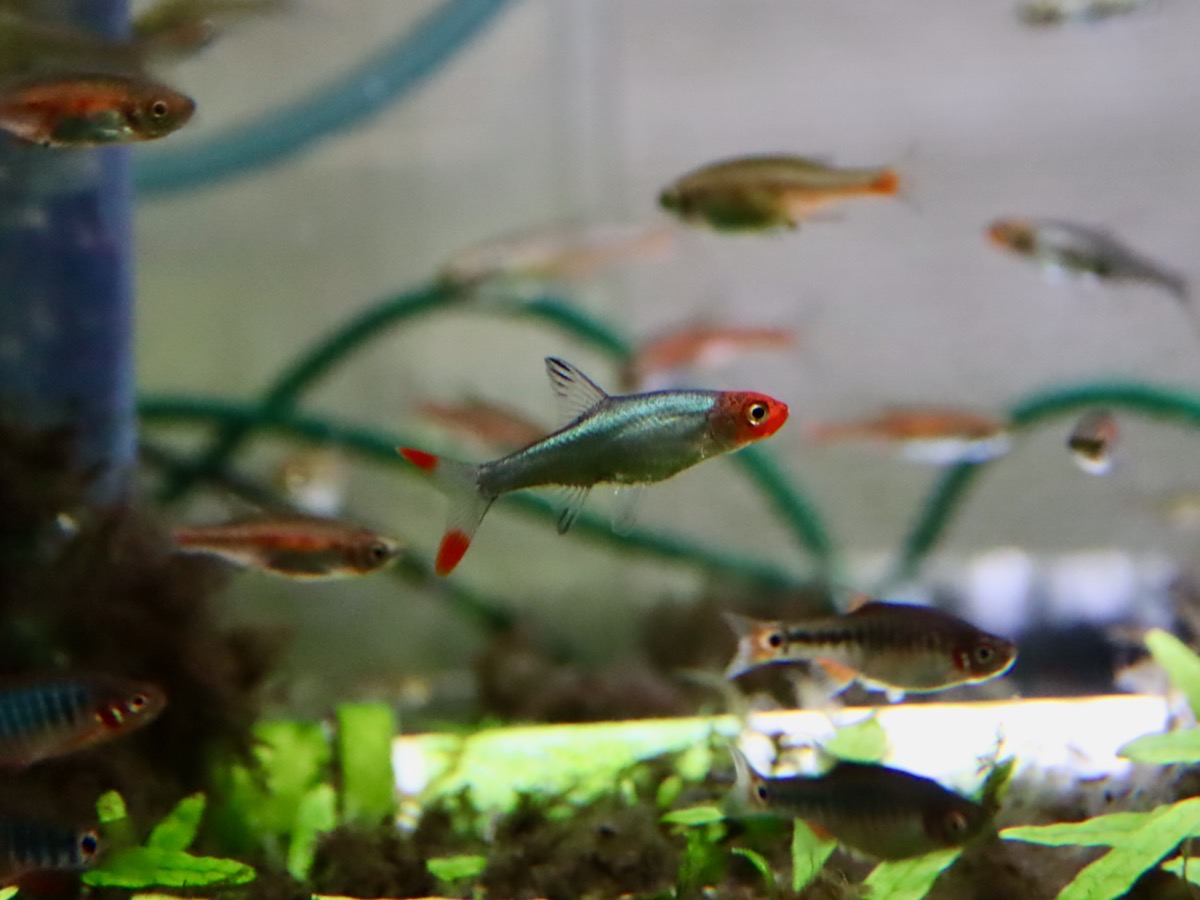 Sawbwa resplendens breed fry レッドフィンレッドノーズ繁殖 稚魚