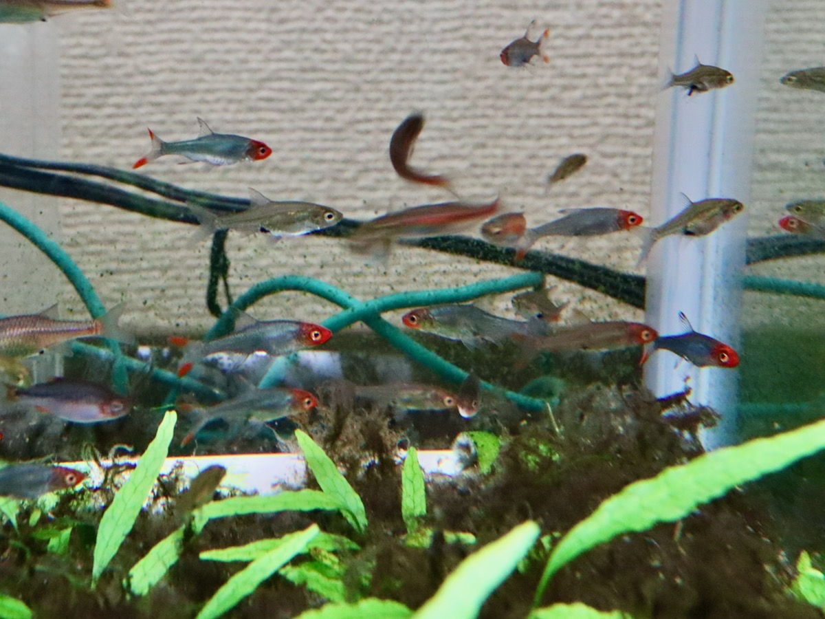 Sawbwa resplendens breed fry レッドフィンレッドノーズ繁殖 稚魚