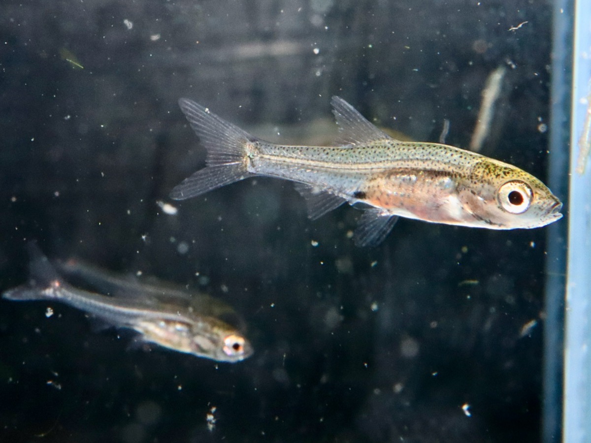 Sawbwa resplendens breed fry レッドフィンレッドノーズ繁殖 稚魚