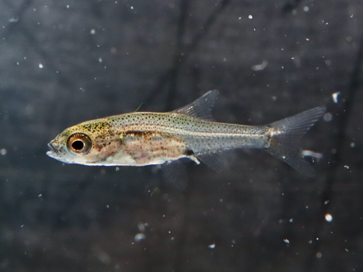 Sawbwa resplendens breed fry レッドフィンレッドノーズ繁殖 稚魚