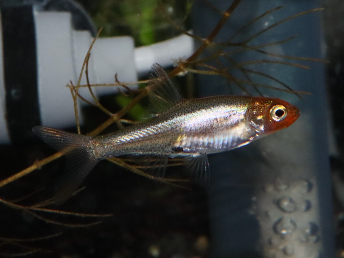 Sawbwa resplendens breed レッドフィンレッドノーズ繁殖