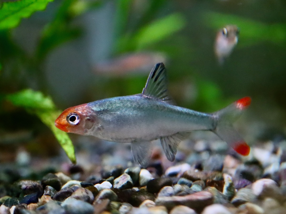 Sawbwa resplendens breed レッドフィンレッドノーズ繁殖