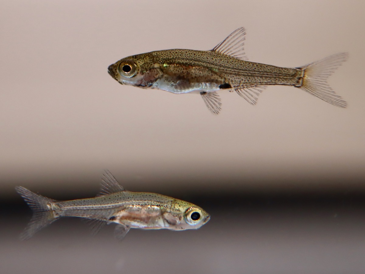 Sawbwa resplendens breed レッドフィンレッドノーズ繁殖