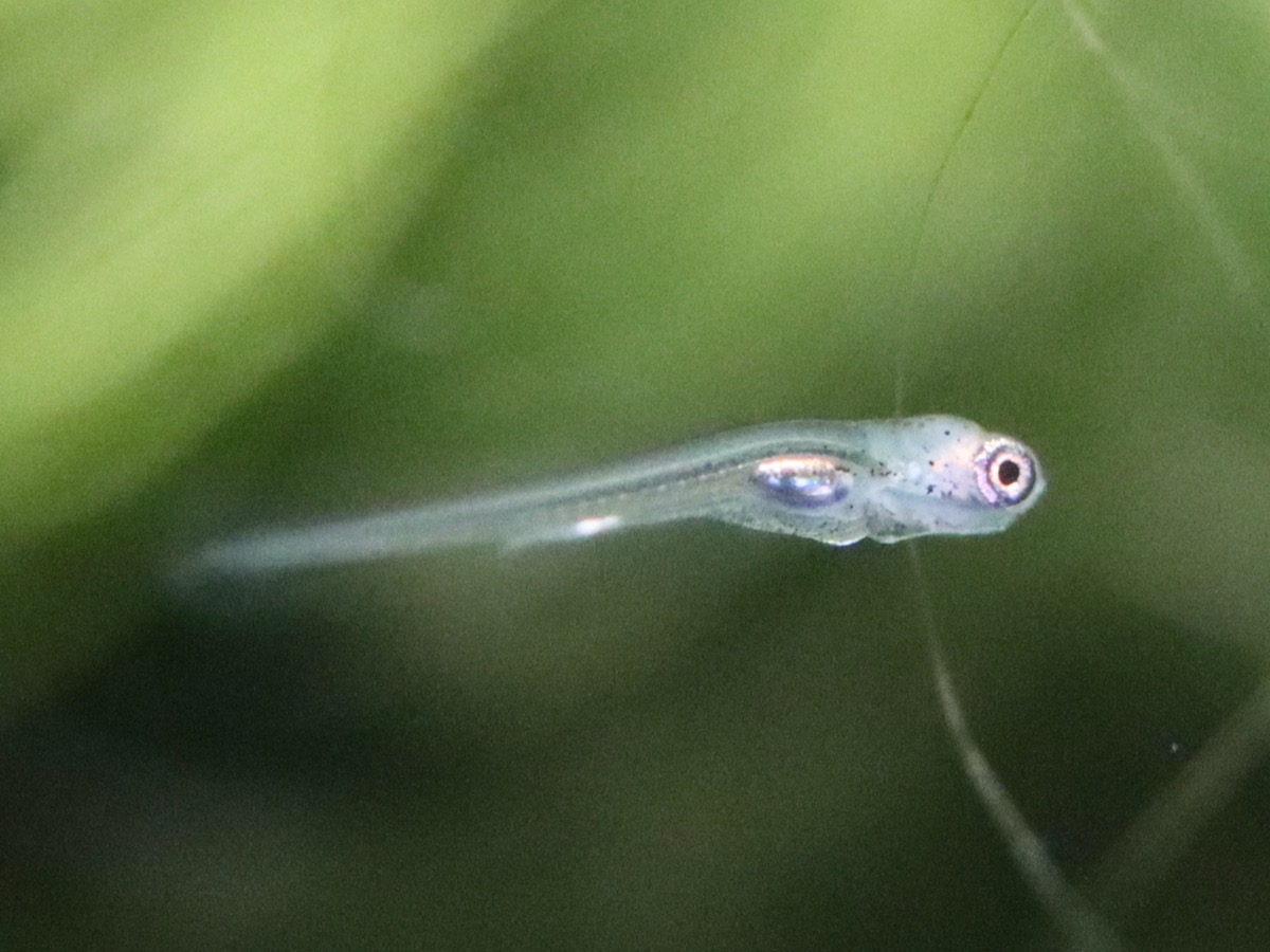 Sawbwa resplendens breed レッドフィンレッドノーズ繁殖