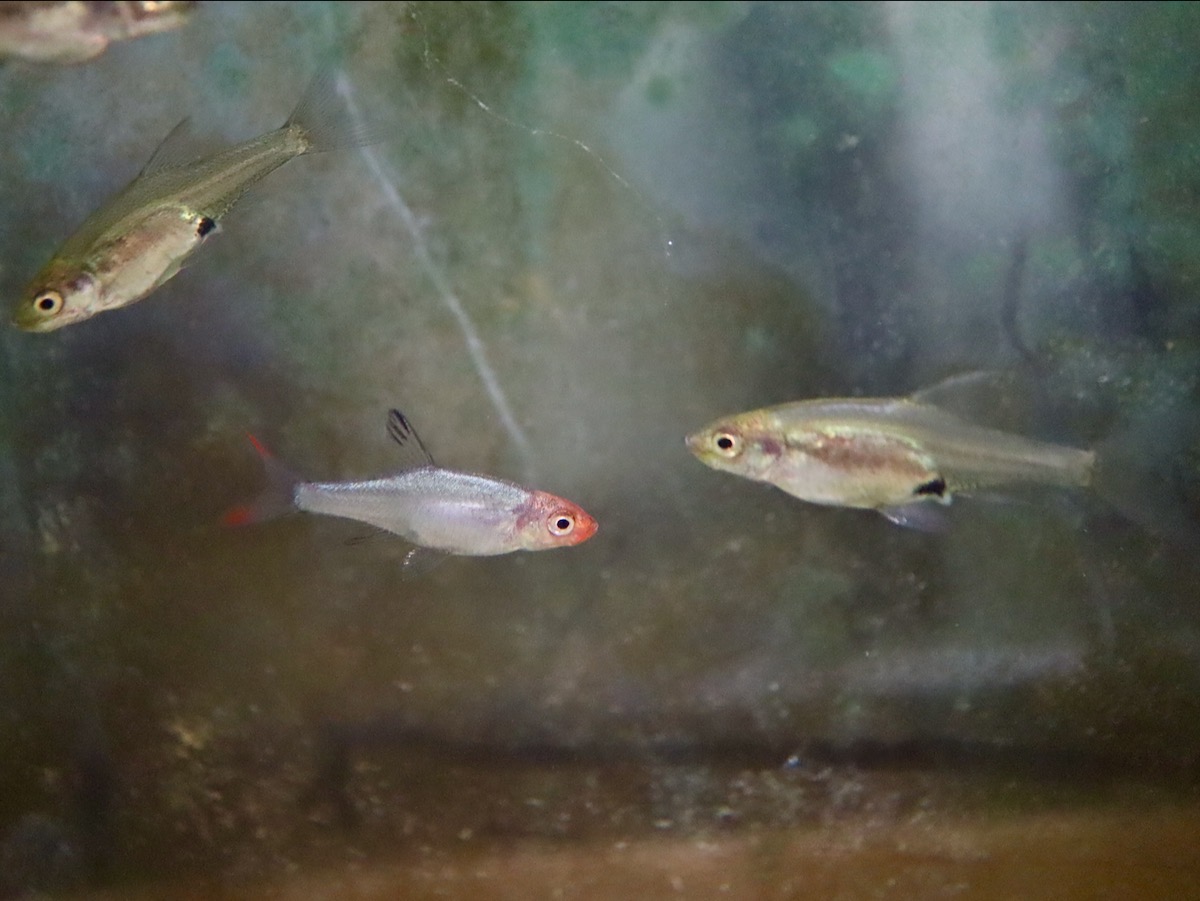 Sawbwa resplendens breed レッドフィンレッドノーズ繁殖