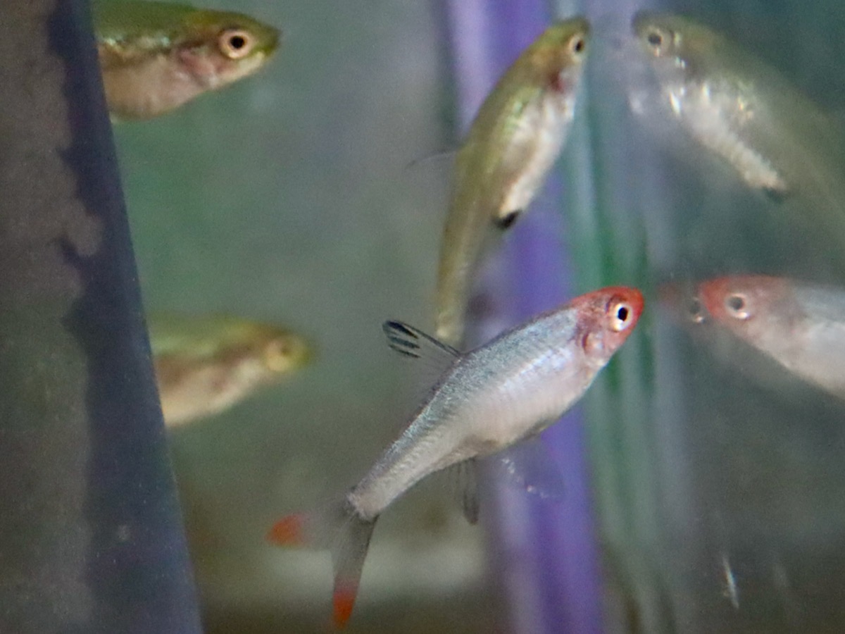 Sawbwa resplendens breed レッドフィンレッドノーズ繁殖