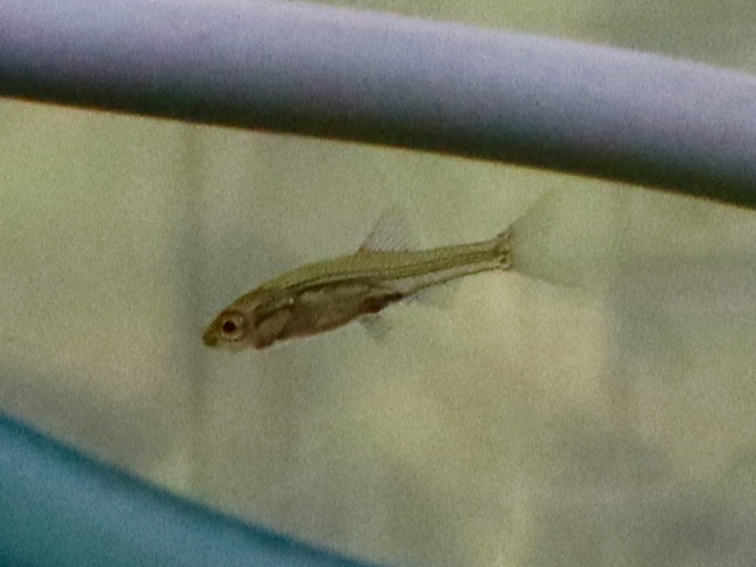 Sawbwa resplendens breeding fry レッドフィンレッドノーズ繁殖