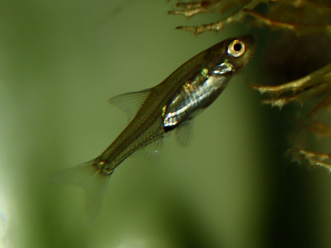 Sawbwa resplendens breeding fry レッドフィンレッドノーズ繁殖