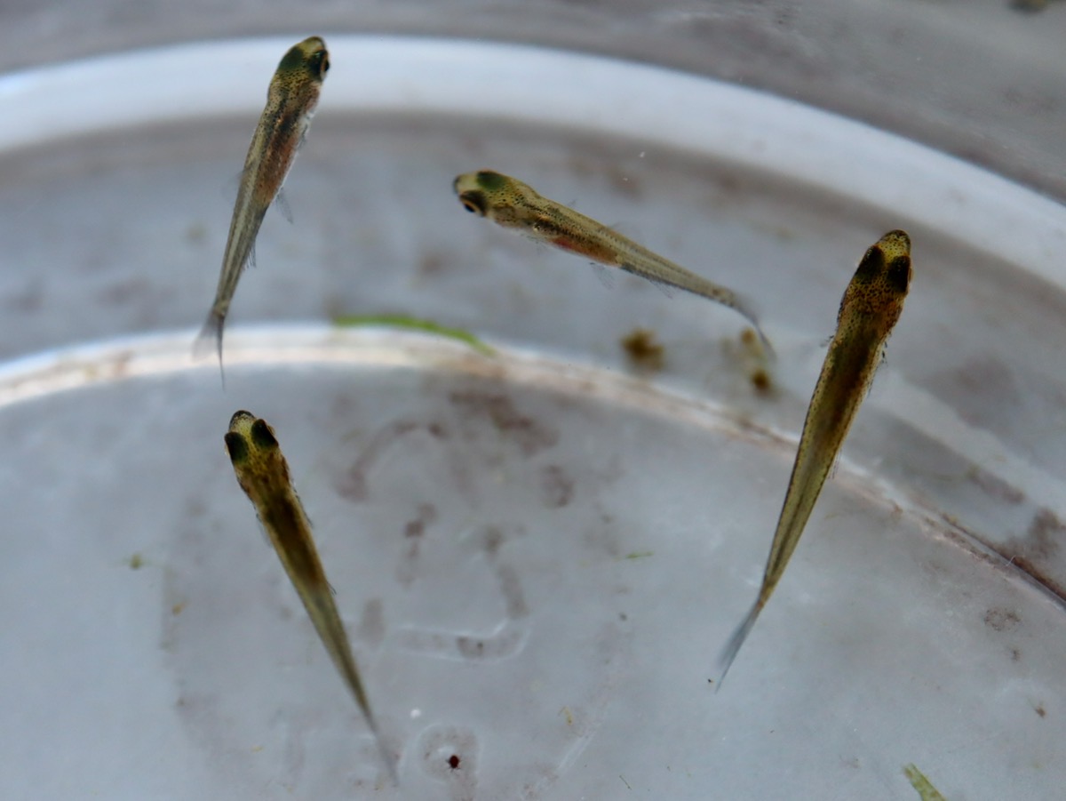 Sawbwa resplendens breeding fry レッドフィンレッドノーズ繁殖