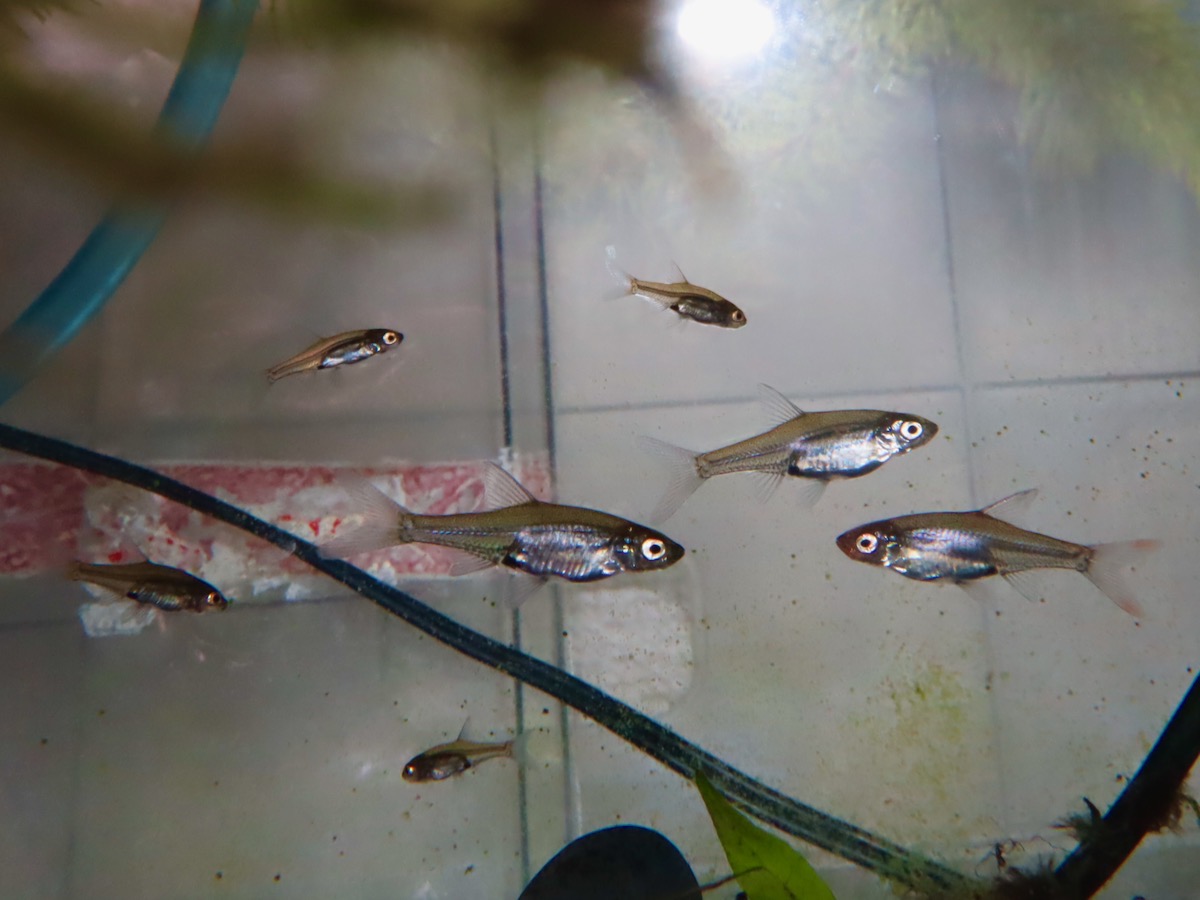 Sawbwa resplendens breeding fry レッドフィンレッドノーズ繁殖