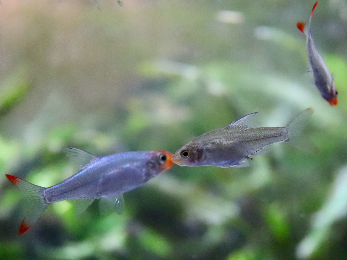 Sawbwa resplendens breeding fry レッドフィンレッドノーズ繁殖