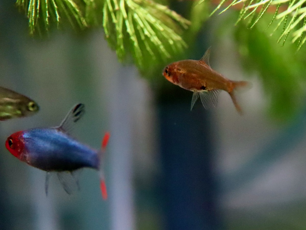 Sawbwa resplendens breeding fry レッドフィンレッドノーズ繁殖