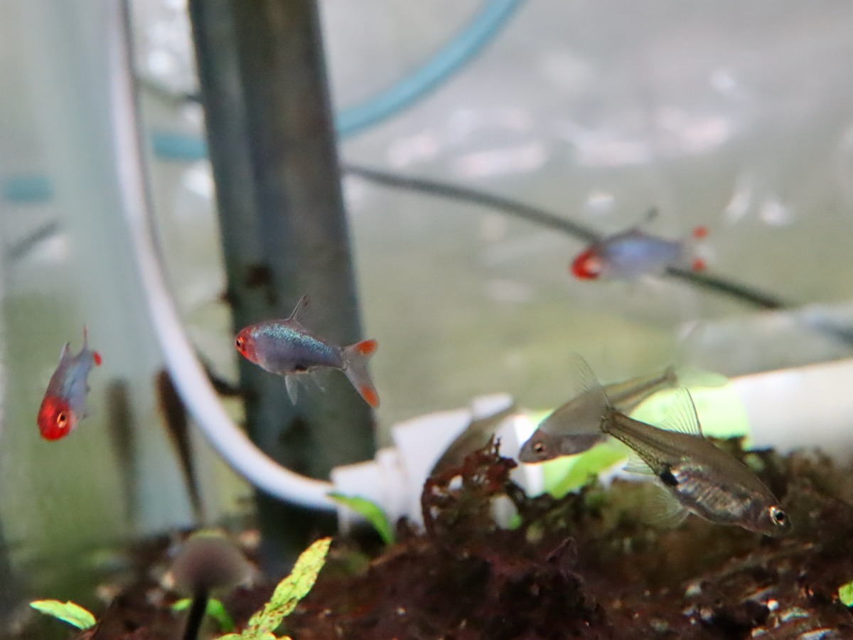 Sawbwa resplendens breeding fry レッドフィンレッドノーズ繁殖