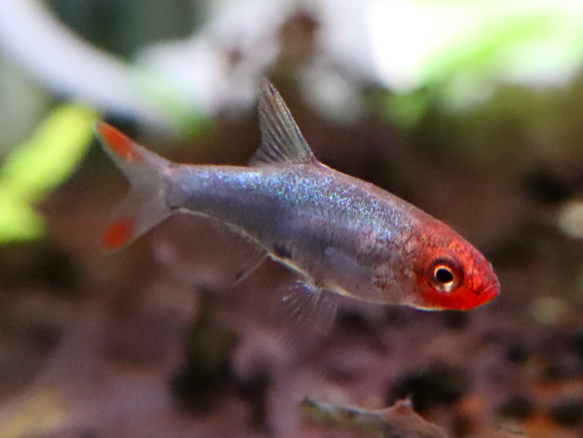 Sawbwa resplendens breeding fry レッドフィンレッドノーズ繁殖