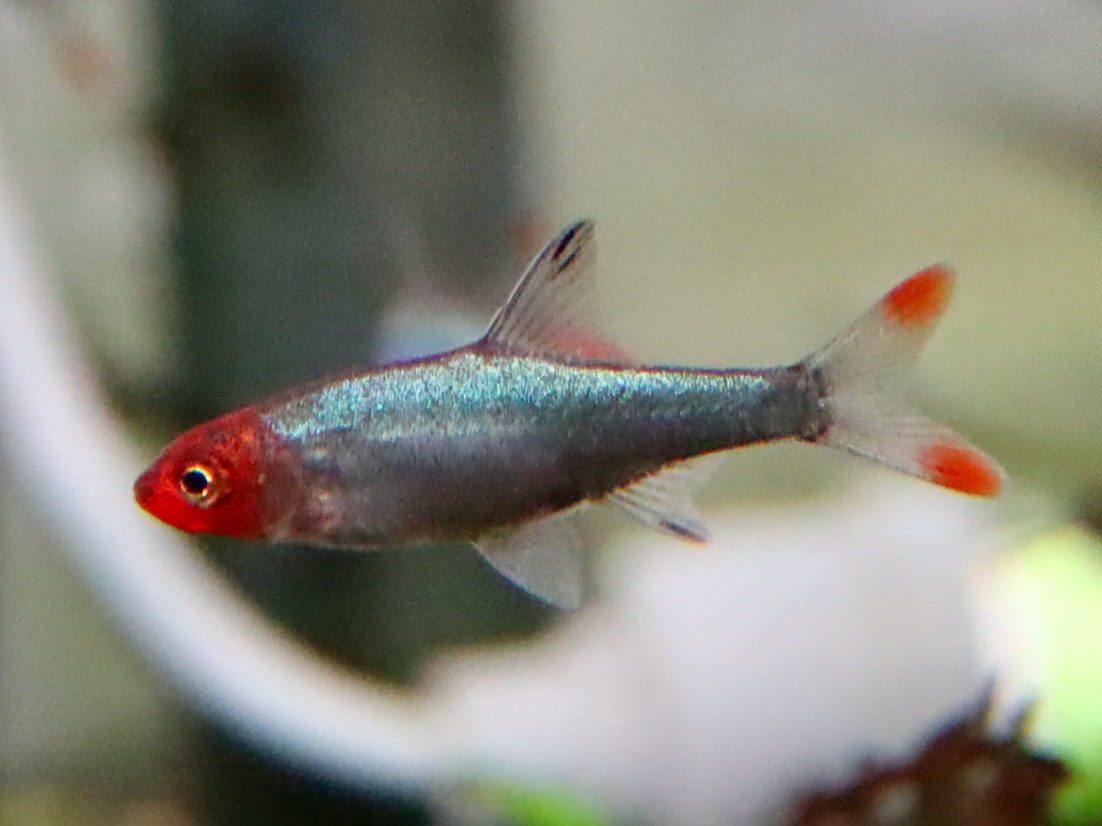 Sawbwa resplendens breeding fry レッドフィンレッドノーズ繁殖