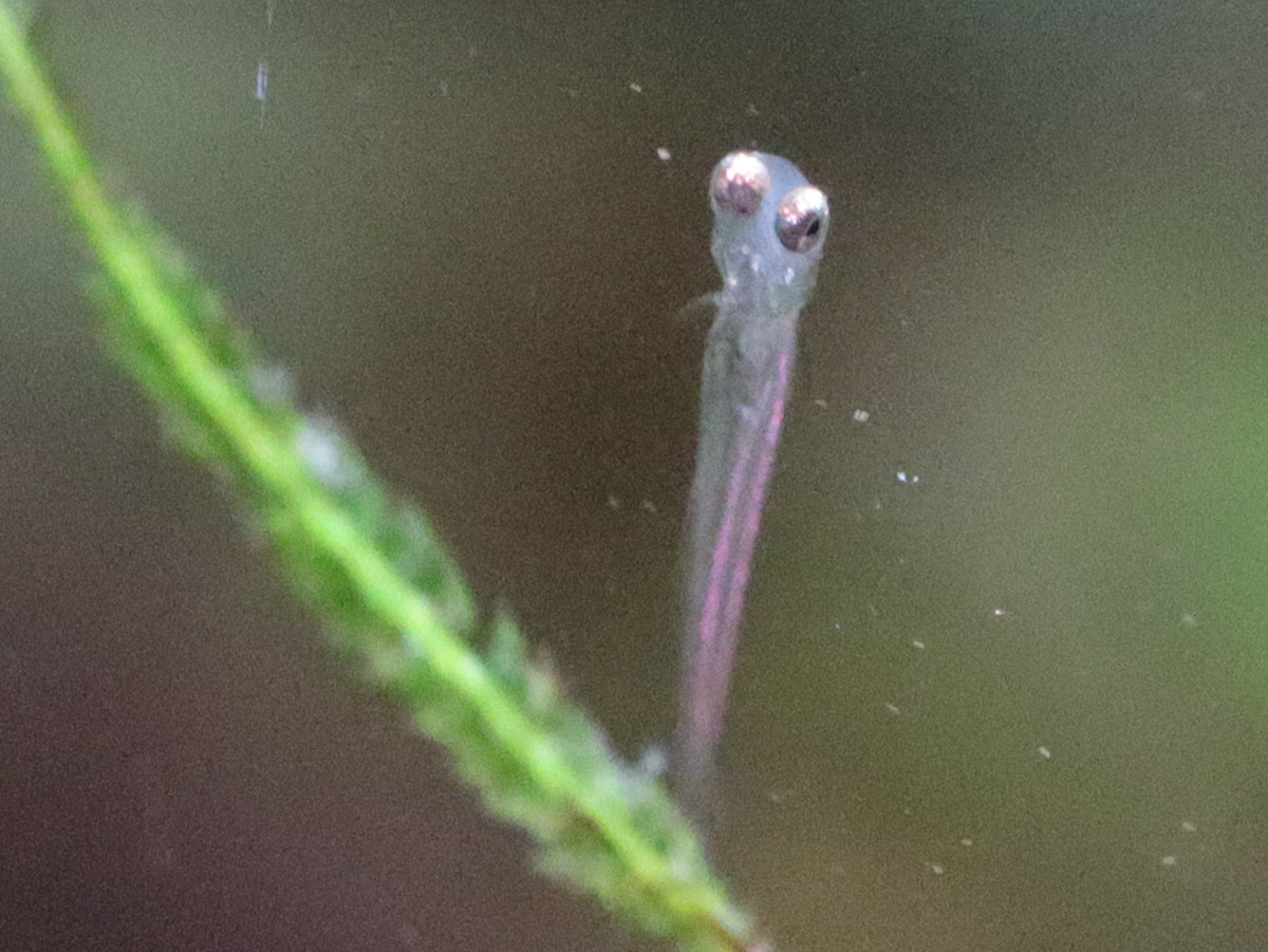 Sawbwa resplendens breeding fry レッドフィンレッドノーズ繁殖