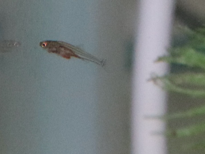 Sawbwa resplendens breeding fry レッドフィンレッドノーズ繁殖