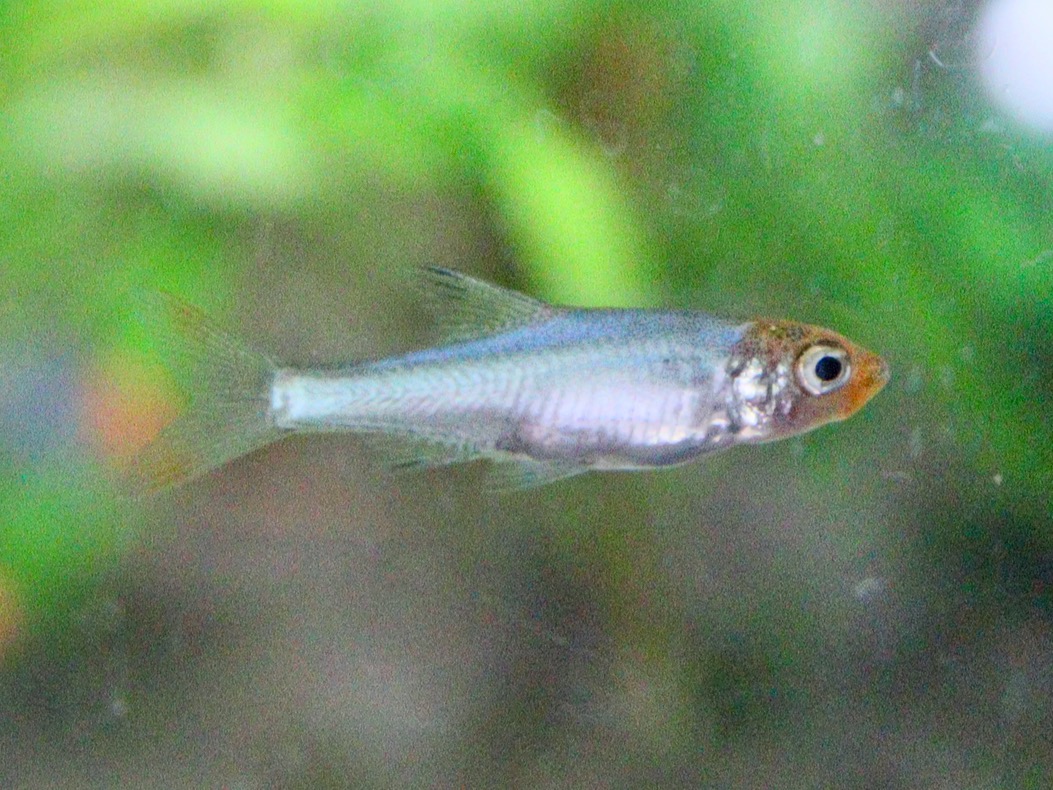 Sawbwa resplendens breeding fry レッドフィンレッドノーズ繁殖