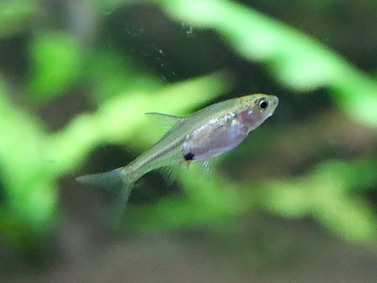 Sawbwa resplendens breeding fry レッドフィンレッドノーズ繁殖