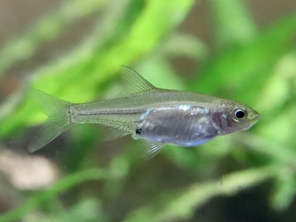 Sawbwa resplendens breeding fry レッドフィンレッドノーズ繁殖