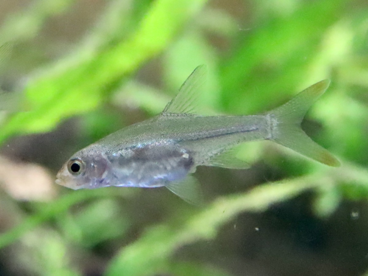 Sawbwa resplendens breeding fry レッドフィンレッドノーズ繁殖