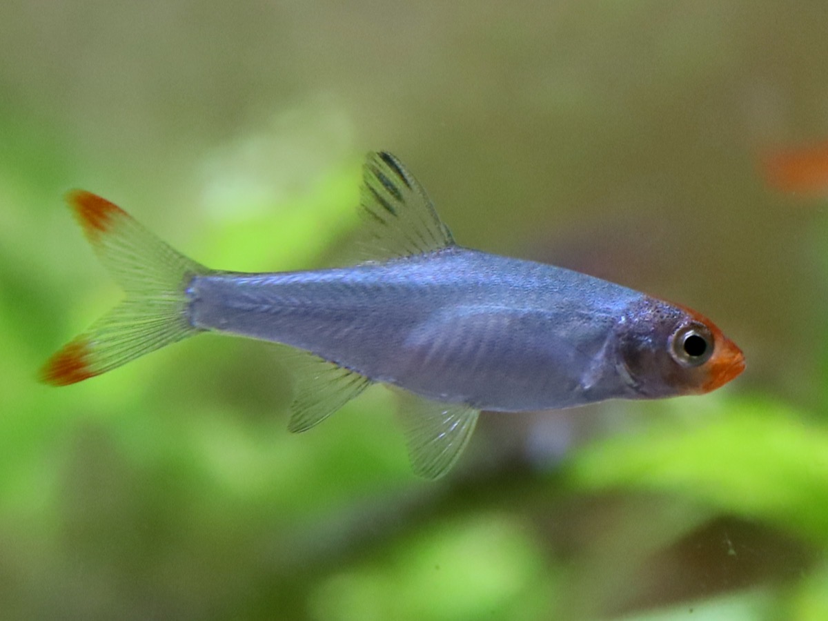 Sawbwa resplendens breeding fry レッドフィンレッドノーズ