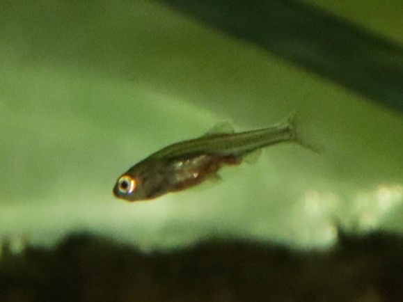 Sawbwa resplendens breed fry レッドフィンレッドノーズ繁殖 稚魚