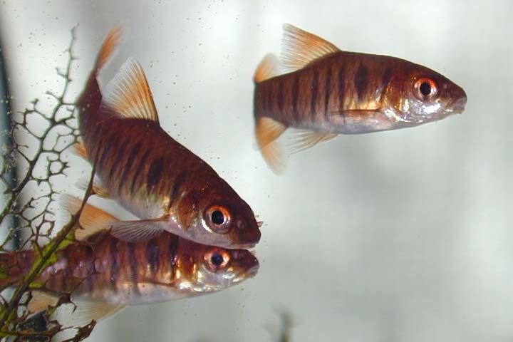 アンゴラバルブ Barbus fasciolatus.jpg