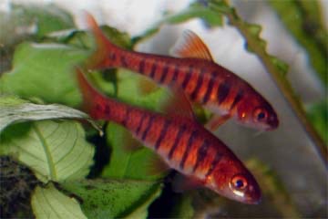 アンゴラバルブ Barbus fasciolatus.jpg