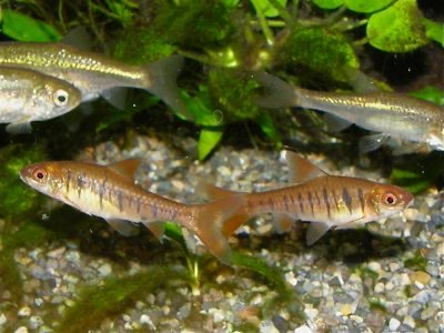 アンゴラバルブ Barbus fasciolatus