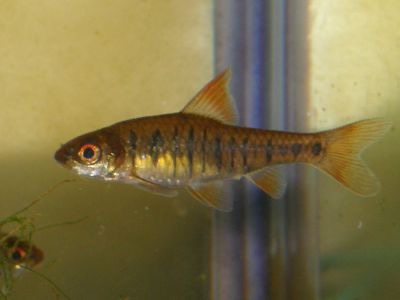 アンゴラバルブ Barbus fasciolatus