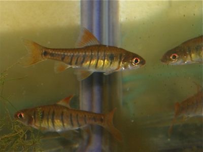 アンゴラバルブ Barbus fasciolatus