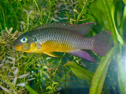 ペルヴィカクロミス・タエニアータス Pelvicachromis taeniatus