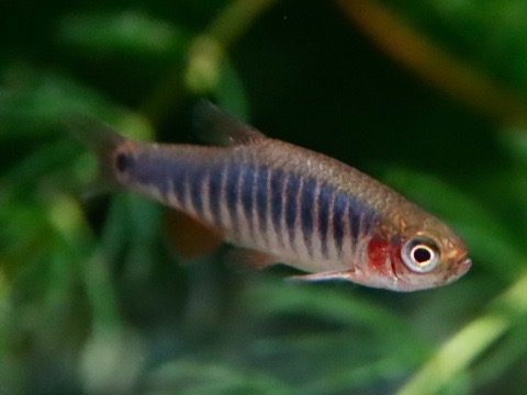 Danio erythromicron