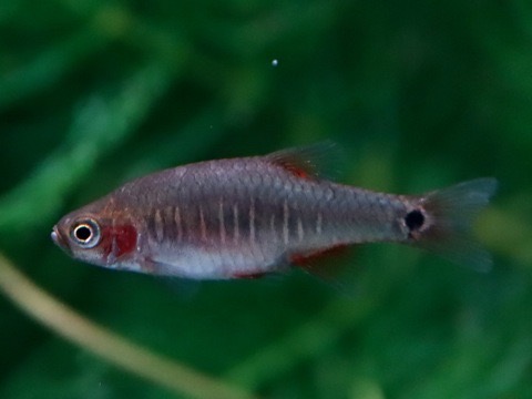 Danio erythromicron