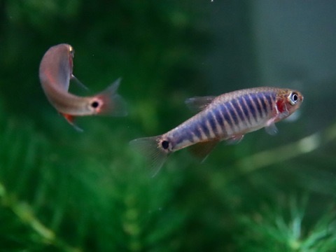 Danio erythromicron