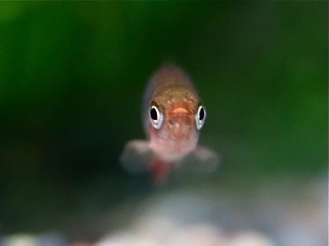 Danio erythromicron