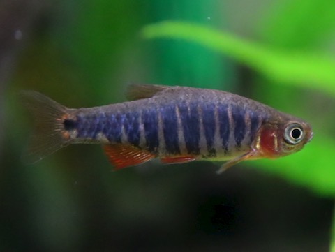 Danio erythromicron