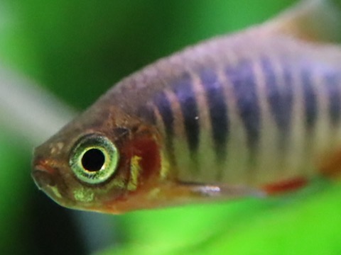 Danio erythromicron