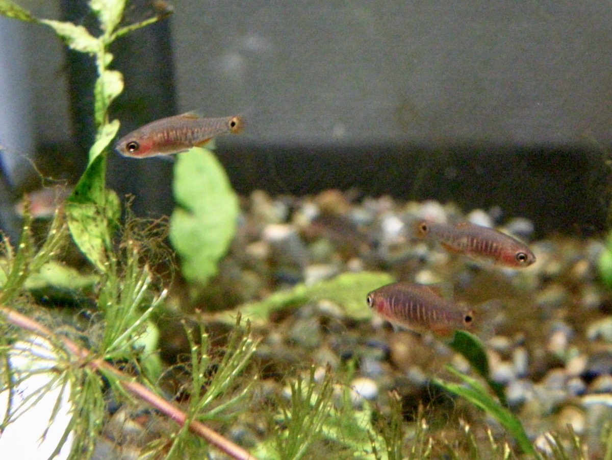 Danio erythromicron