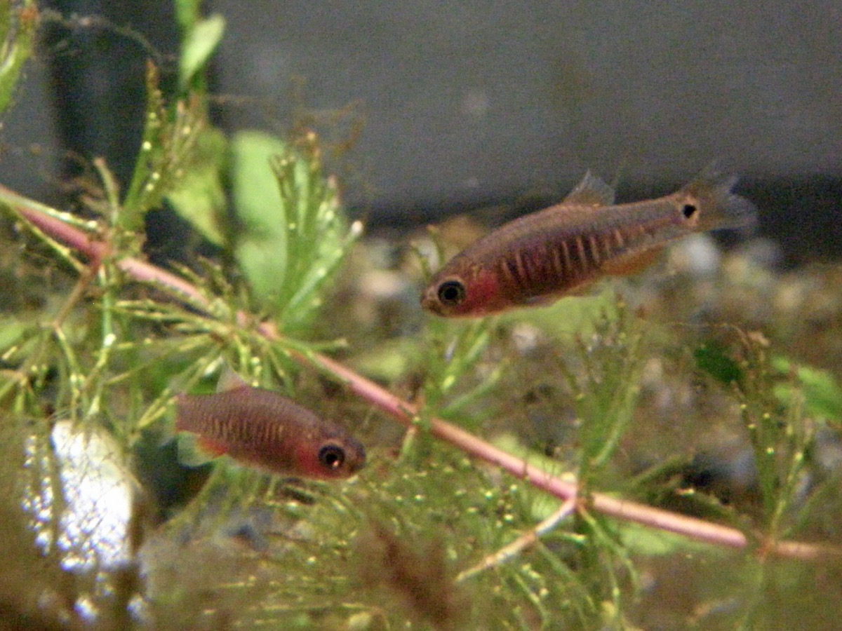 Danio erythromicron