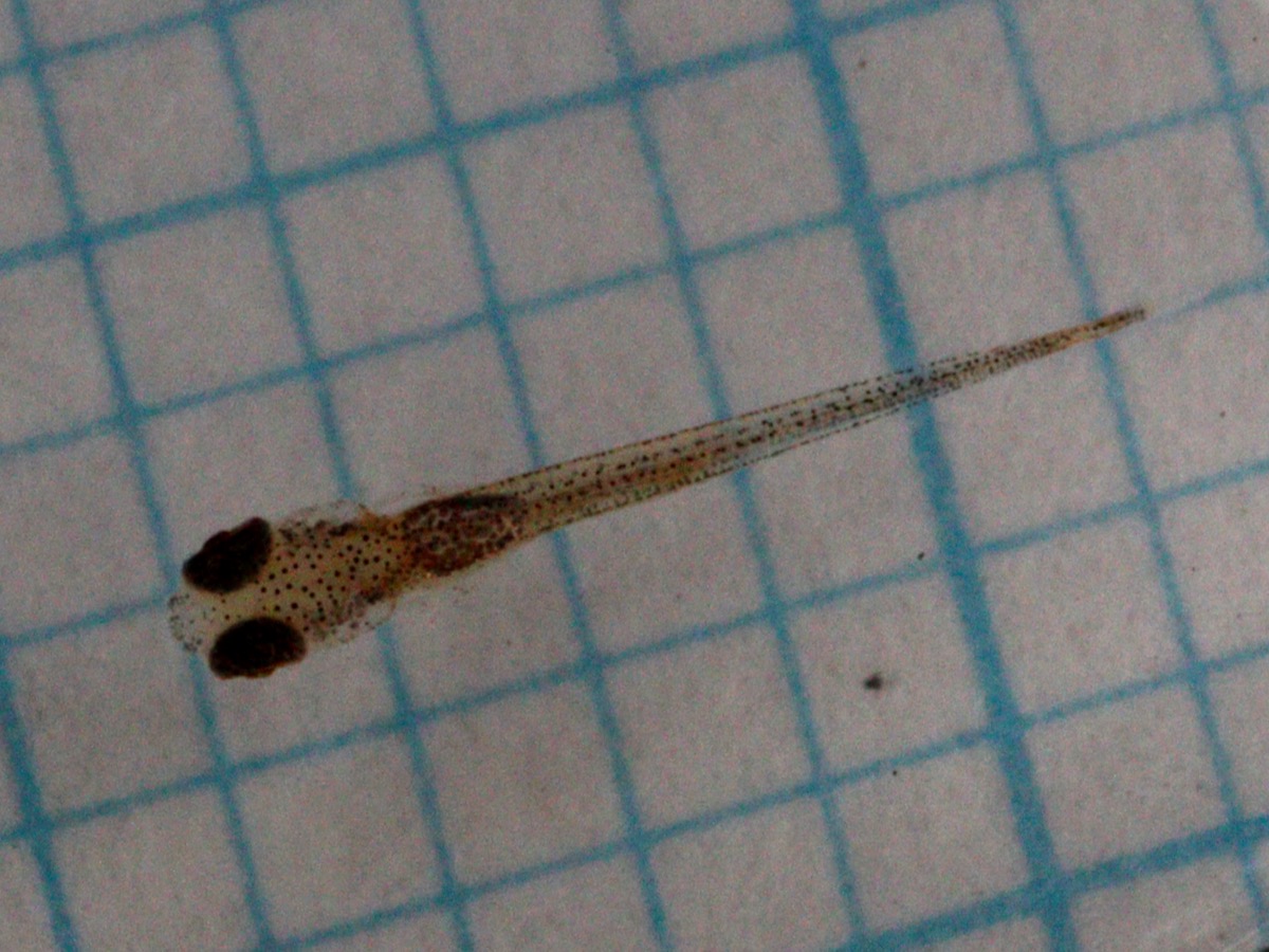 Danio erythromicron breeding fry エリスロミクロン繁殖 稚魚