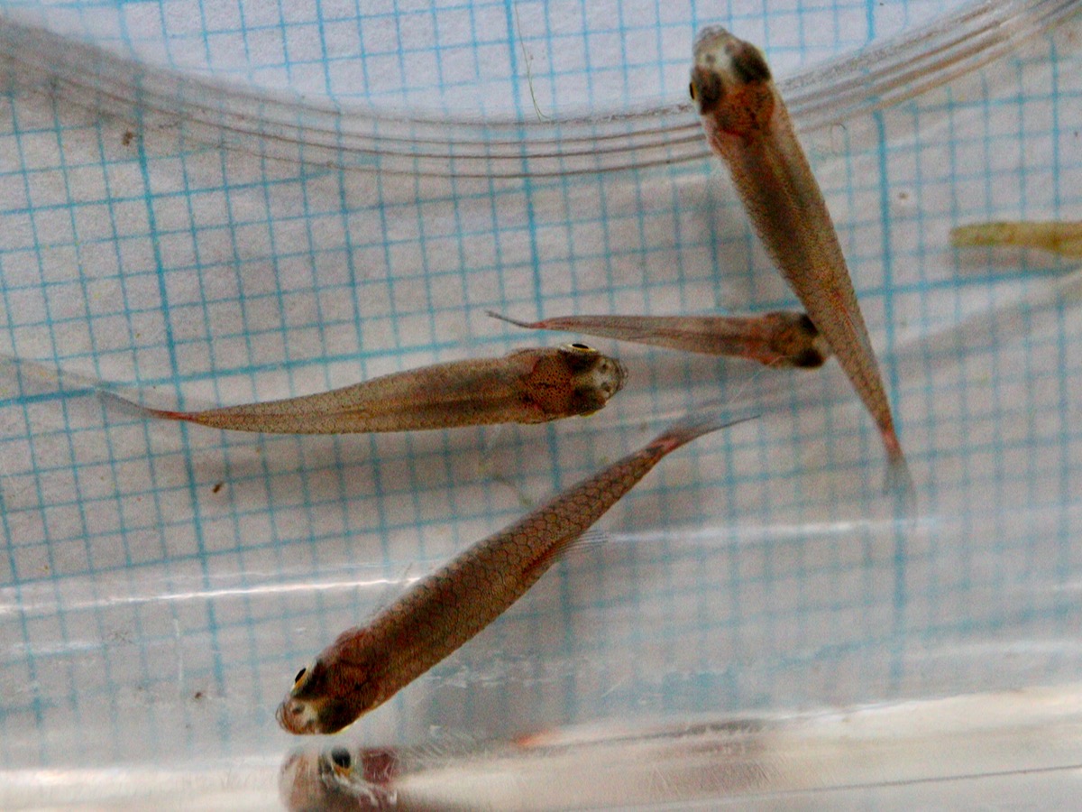 Danio erythromicron breeding fry エリスロミクロン繁殖