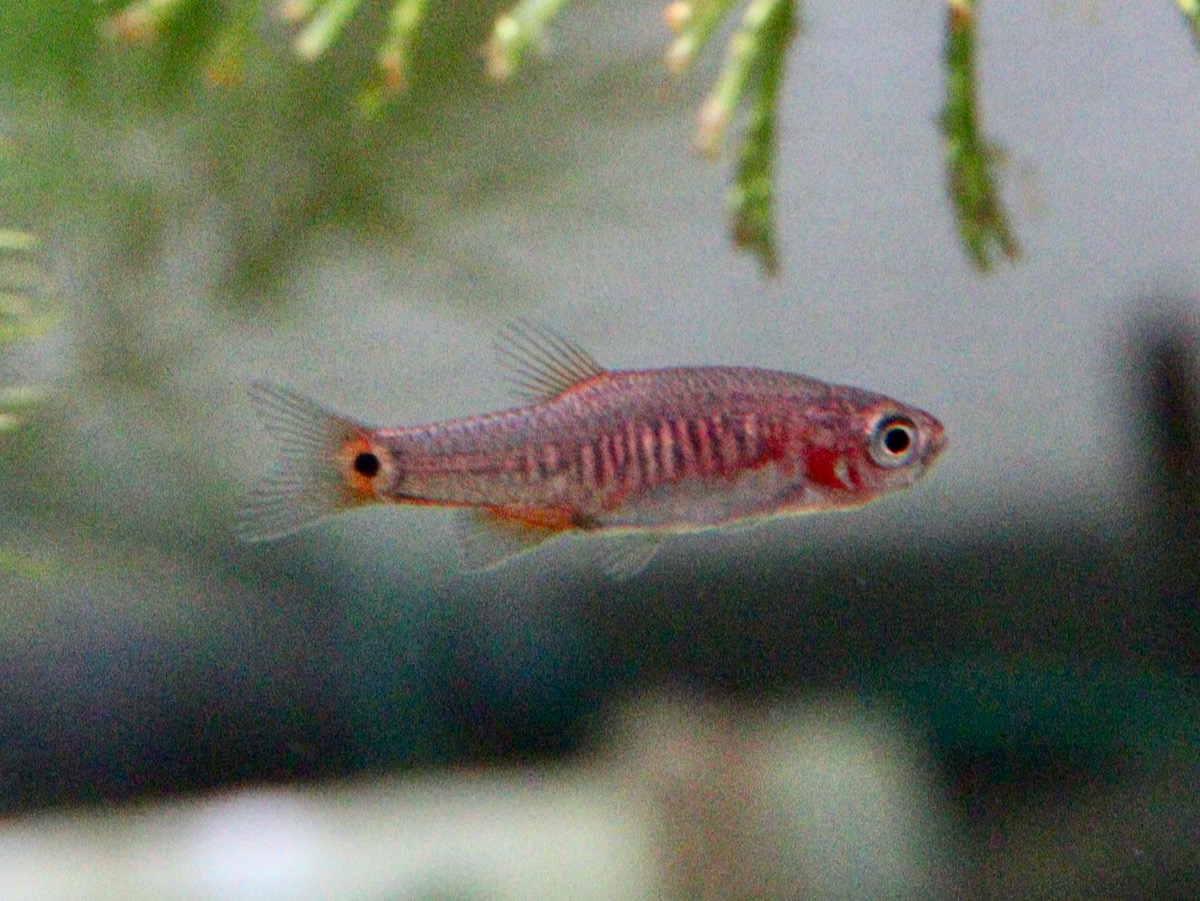 Danio erythromicron breeding fry エリスロミクロン繁殖