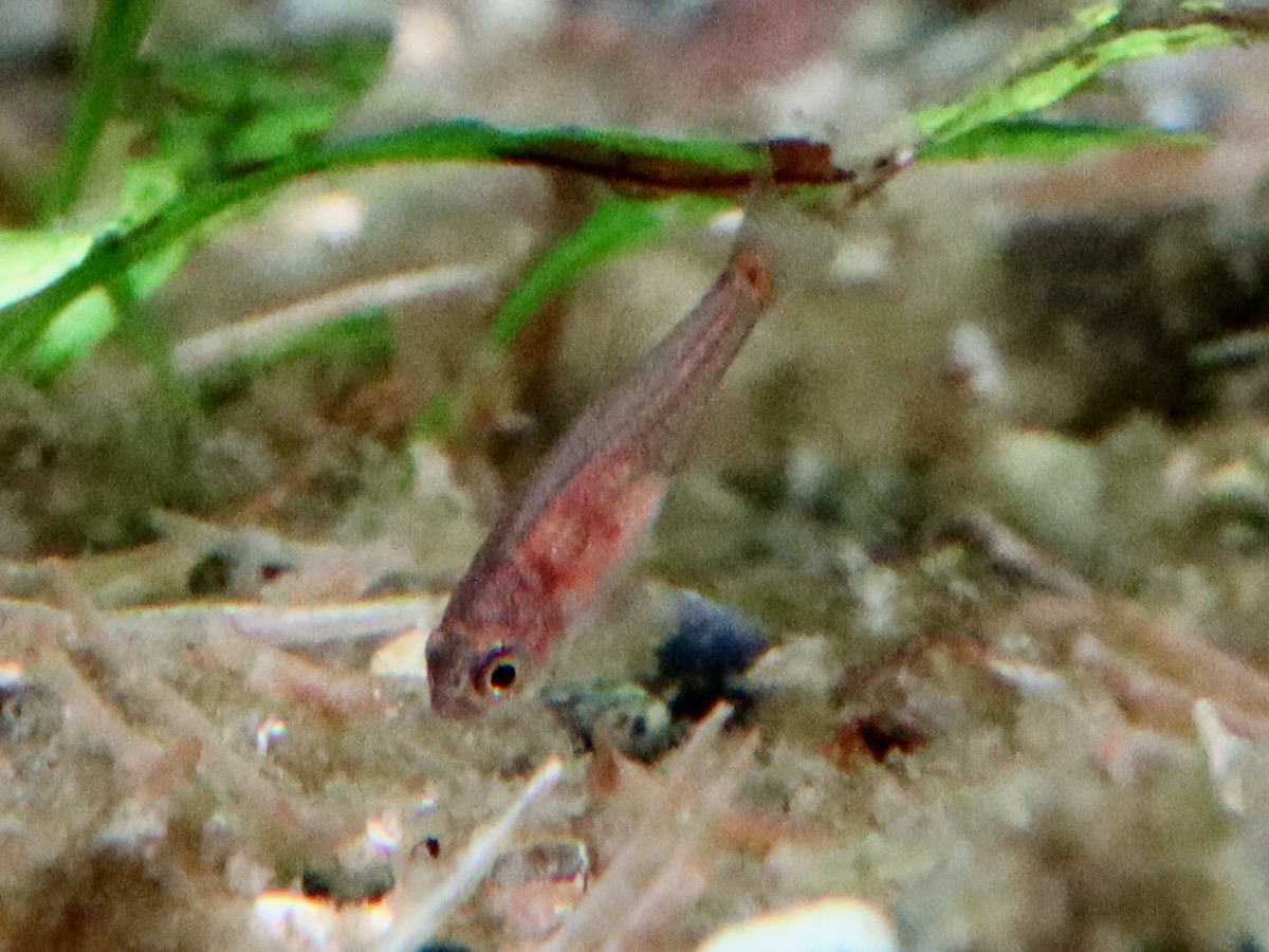 Danio erythromicron エリスロミクロン