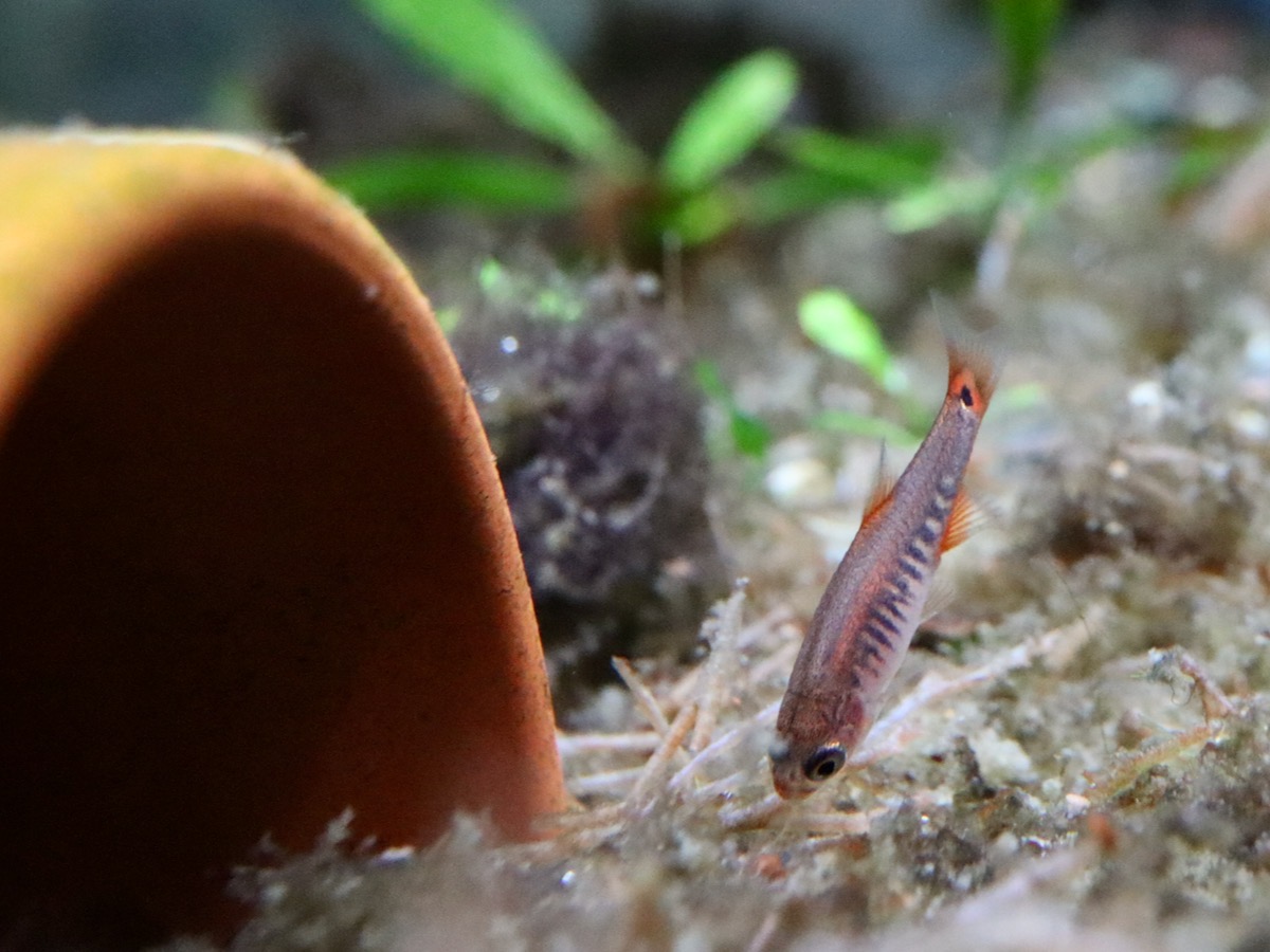 Danio erythromicron エリスロミクロン