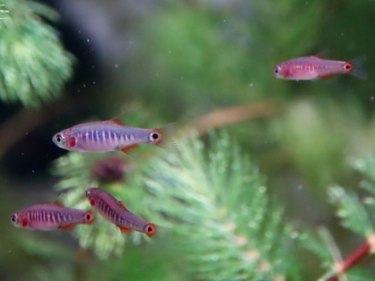 Danio erythromicron エリスロミクロン