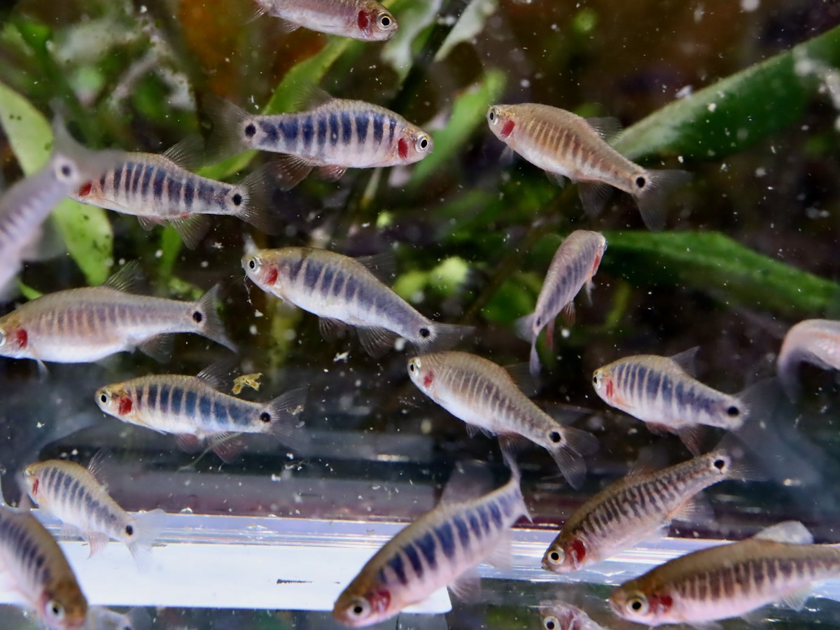 Danio erythromicron エリスロミクロン