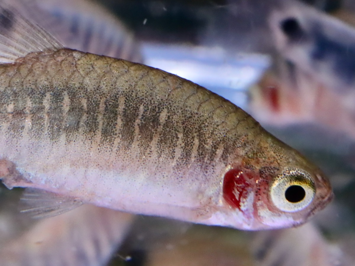 Danio erythromicron エリスロミクロン